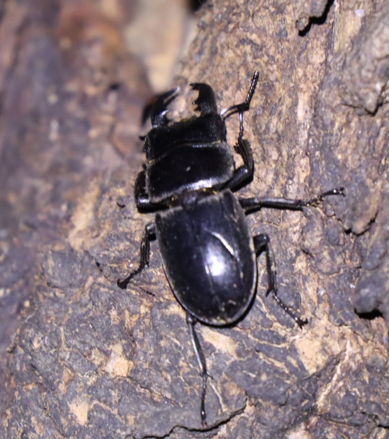 枝先のヤナギ③_洞にさらに近づく ヒラタクワガタ♂36ｍｍ_ヤナギ林_2023年7月4日19時40分気温25.5度